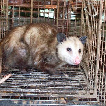 All City Animal Trapping - Pest Control Near Me - Riverside, California All City Animal Trapping - Pest Control Near Me - Riverside, California