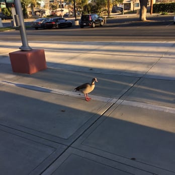Pico Park - Seeing is I'm gonna offer some trash. - Parks Near Me - Pico Rivera, California Pico Park - Seeing is I'm gonna offer some trash. - Parks Near Me - Pico Rivera, California