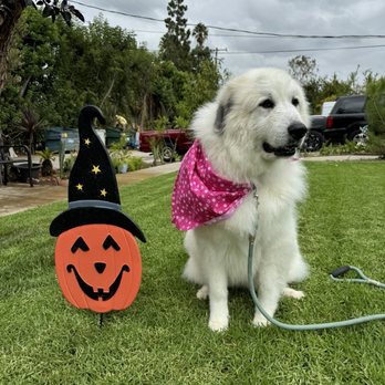Dog Lodge - Great Pyrenees #1 (9/19/24) - Pet Sitting Near Me - La Habra, California Dog Lodge - Great Pyrenees #1 (9/19/24) - Pet Sitting Near Me - La Habra, California