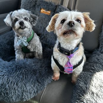 Pawbillion - Taking them home from their haircuts! - Pet Groomers Near Me - Bellevue, Washington Pawbillion - Taking them home from their haircuts! - Pet Groomers Near Me - Bellevue, Washington