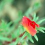 Photo of Blumengeschäft Vergißmeinnicht
