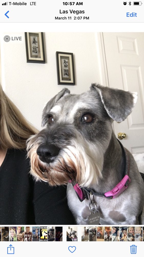 GROOMINGDALES 52 Photos & 112 Reviews UPDATED Pet Groomers 3655 S Durango Dr, Las Vegas