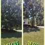 Photo of Rose's Tree Experts