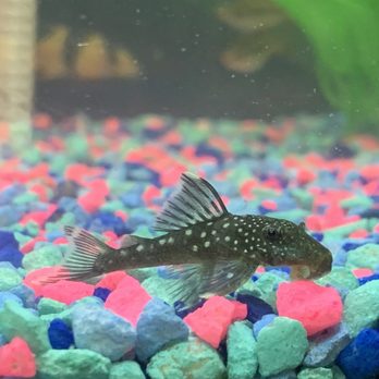 Whitie's Pets - Blue phantom I picked up two months ago who is still going strong - Local Fish Stores Near Me - Fresno, California Whitie's Pets - Blue phantom I picked up two months ago who is still going strong - Local Fish Stores Near Me - Fresno, California