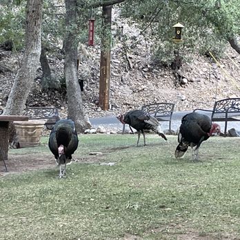 Ramsey Canyon Inn B & B - Wild turkeys in front yard - Bed & Breakfast Near Me - Hereford, Arizona Ramsey Canyon Inn B & B - Wild turkeys in front yard - Bed & Breakfast Near Me - Hereford, Arizona