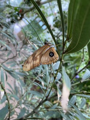 Cockrell Butterfly Center by null