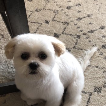 A Dog's Day Out - Amanda gave Rylie her first grooming. She is amazing! - Pet Groomers Near Me - Star, Idaho A Dog's Day Out - Amanda gave Rylie her first grooming. She is amazing! - Pet Groomers Near Me - Star, Idaho