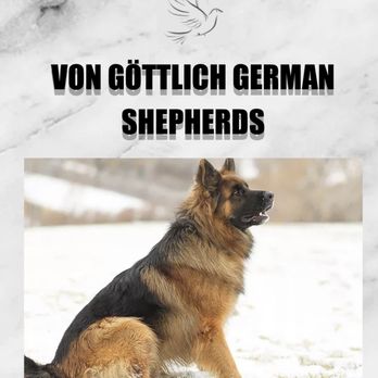 Von Gottlich German Shepards - Von Gottlich German Shepard / Axel - Pet Breeders Near Me Von Gottlich German Shepards - Von Gottlich German Shepard / Axel - Pet Breeders Near Me