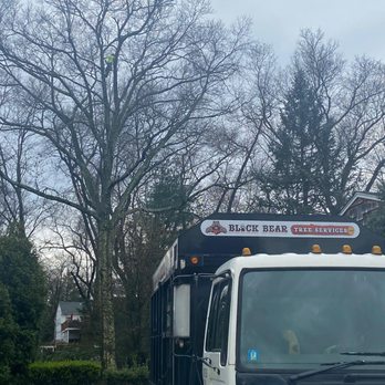 Black Bear Tree Services - Tree Services Near Me - Montvale, New Jersey