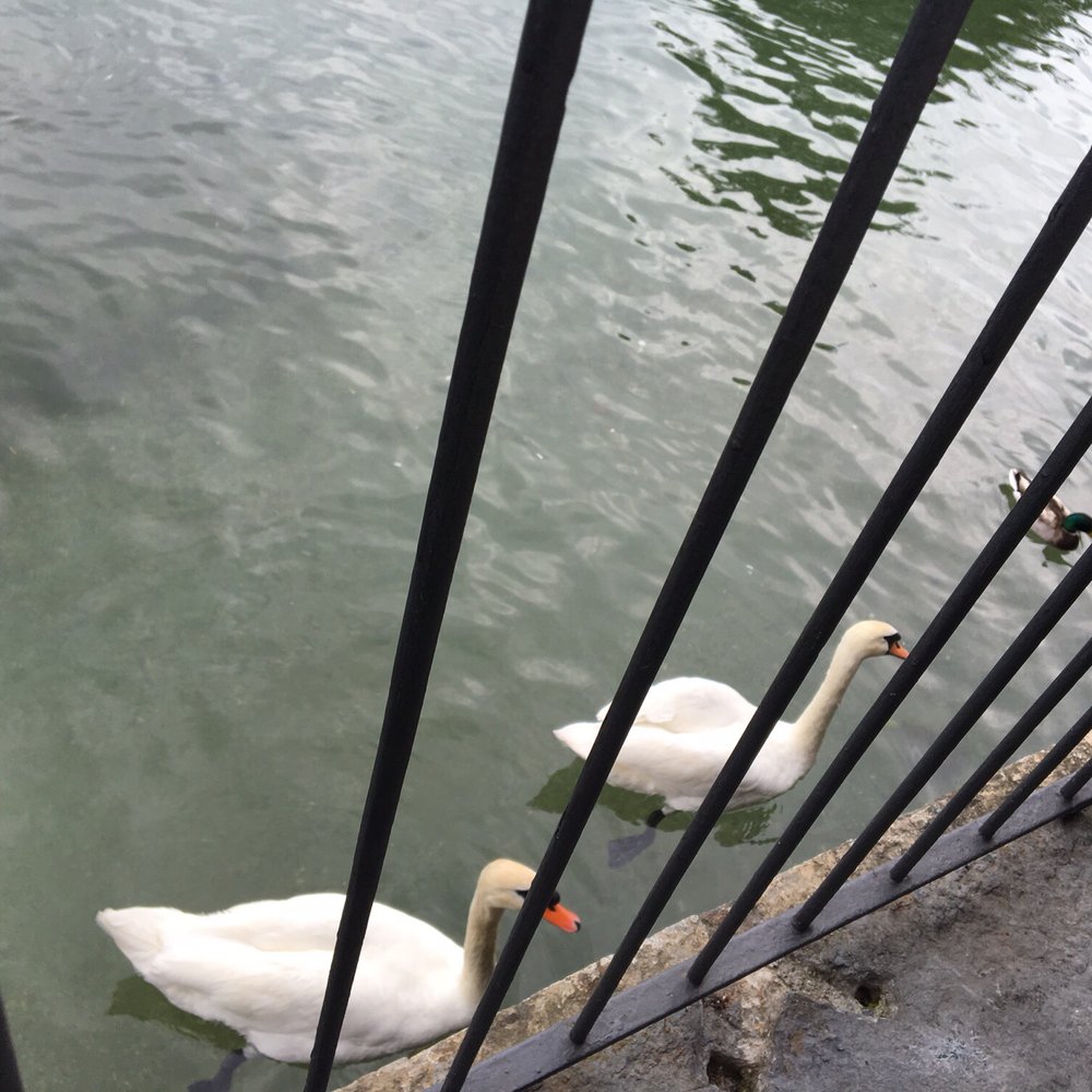 la Pergola - Swans right by my seat - Hotels Near Me - Bellagio, 25 la Pergola - Swans right by my seat - Hotels Near Me - Bellagio, 25