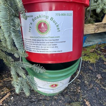 Ivy's Christmas Trees - Try our soaking buckets to extend the life of your tree - Christmas Trees Near Me - Chicago, Illinois
