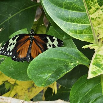 Niagara Parks Butterfly Conservatory - Zoos Near Me - Niagara Falls, Ontario Niagara Parks Butterfly Conservatory - Zoos Near Me - Niagara Falls, Ontario