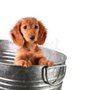 Traditions Animal Hospital