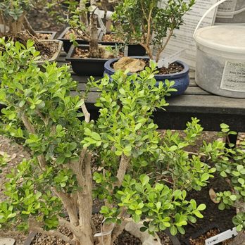 The Garden Center - Ready to go Bonsais - Nurseries & Gardening Near Me - San Antonio, Texas
