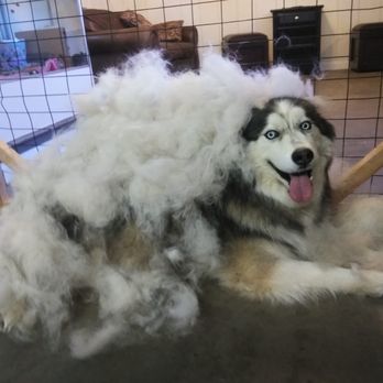 Diamond Paw - Deshed! ! - Pet Groomers Near Me - Calimesa, California Diamond Paw - Deshed! ! - Pet Groomers Near Me - Calimesa, California