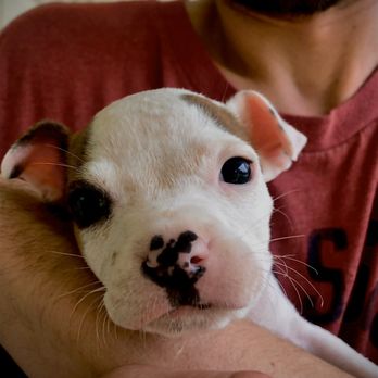 Oak Forest Animal Clinic - I love you June. I wish I never took you to this horrible oak forest animal clinic. Now I'm goi t to fight for you. - Veterinarians Near Me - Oak Forest, Illinois