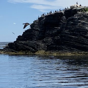 Expedition Nova Scotia - One of many awesome sights during our trip. - Boat Tours Near Me - Lunenburg, Nova Scotia Expedition Nova Scotia - One of many awesome sights during our trip. - Boat Tours Near Me - Lunenburg, Nova Scotia