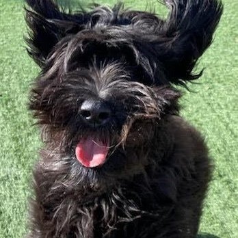 Alan's Canine Training and Kennels - Pet Training Near Me - Vacaville, California