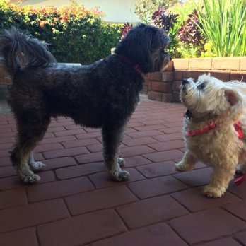 Paws Above the Rest - That's my KD & Mulligan - Dog Walkers Near Me - Westminster, California Paws Above the Rest - That's my KD & Mulligan - Dog Walkers Near Me - Westminster, California