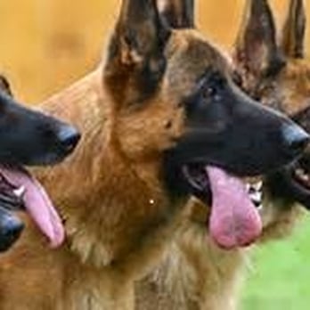 Von Weiss Kennels - Pet Training Near Me - White Hills, Arizona Von Weiss Kennels - Pet Training Near Me - White Hills, Arizona
