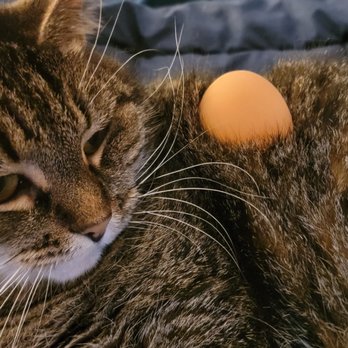 Barnes & Noble - The EGG™, incubating my cat. - Bookstores Near Me - Huntington Beach, California Barnes & Noble - The EGG™, incubating my cat. - Bookstores Near Me - Huntington Beach, California