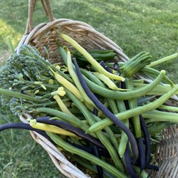 Fresh beans and broccoli from the harvest garden