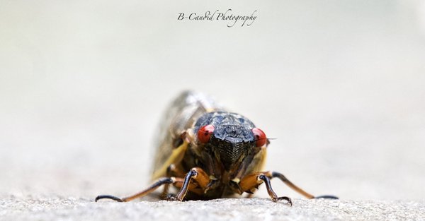 New York Institute of Photography by null