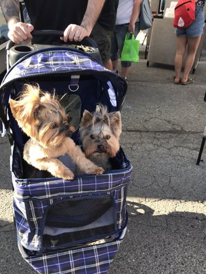 Sequim Lavender Festival by null
