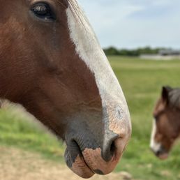 This is up close and personal with one of the mares This is up close and personal with one of the mares