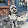 Photo of Zoomin Groomin - Saddle River