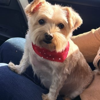 Magic Pet Spa - Pet Groomers Near Me - Irvine, California Magic Pet Spa - Pet Groomers Near Me - Irvine, California