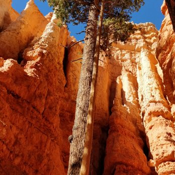 Navajo Loop - Another tall tree - Hiking Near Me - Bryce, Utah