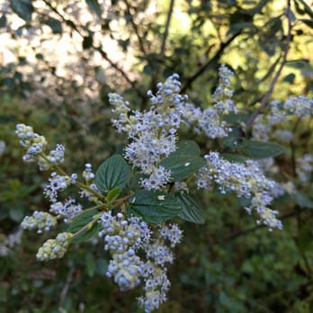 Dawn Mine Hike - Flowers - Hiking Near Me - Altadena, California
