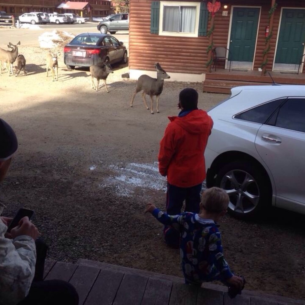 Deer right outside if the cabin Deer right outside if the cabin