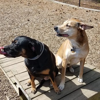 Wags & Whiskers - Best friends just hanging out at doggy park - Pet Sitting Near Me - Saint Johns, Michigan Wags & Whiskers - Best friends just hanging out at doggy park - Pet Sitting Near Me - Saint Johns, Michigan