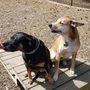 Photo of Wags & Whiskers