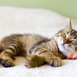 oaklea boarding kennels