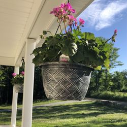 Monadnock Food - Beautiful hanging plants are at the Monadnock Food Coop!