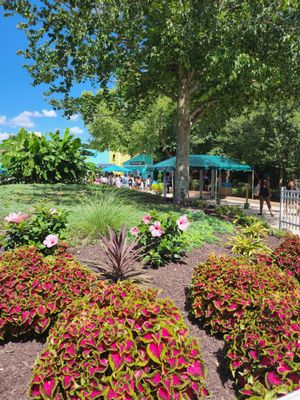 Water Country USA by null