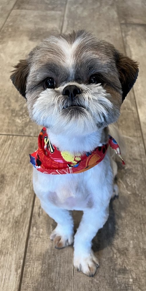 BEST FURRENDS MOBILE GROOMING 22 Photos Las Vegas, Nevada Pet