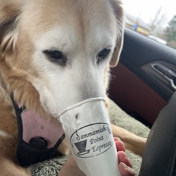 Sammamish Point Espresso - Pup cups - love love love - Coffee & Tea Near Me - Redmond, Washington Sammamish Point Espresso - Pup cups - love love love - Coffee & Tea Near Me - Redmond, Washington