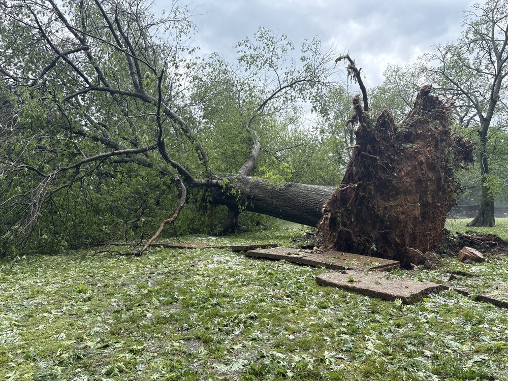 Eagle Tree Service - tree service in Gentry, AR