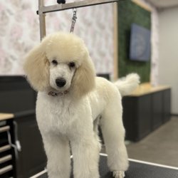 Fancy Paws Grooming Salon - Valley loves Fancy Paws