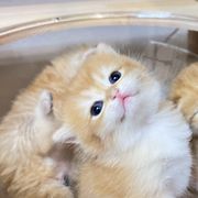 family cats　1001 Calico Critters Persian Cat Family – JapanLA