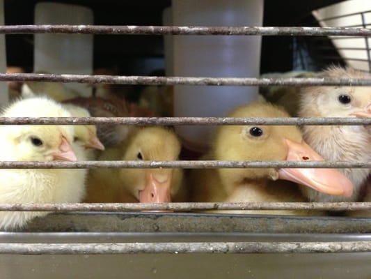 Boone's Feed by null