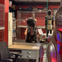 European Pet Grooming Salon & Boarding