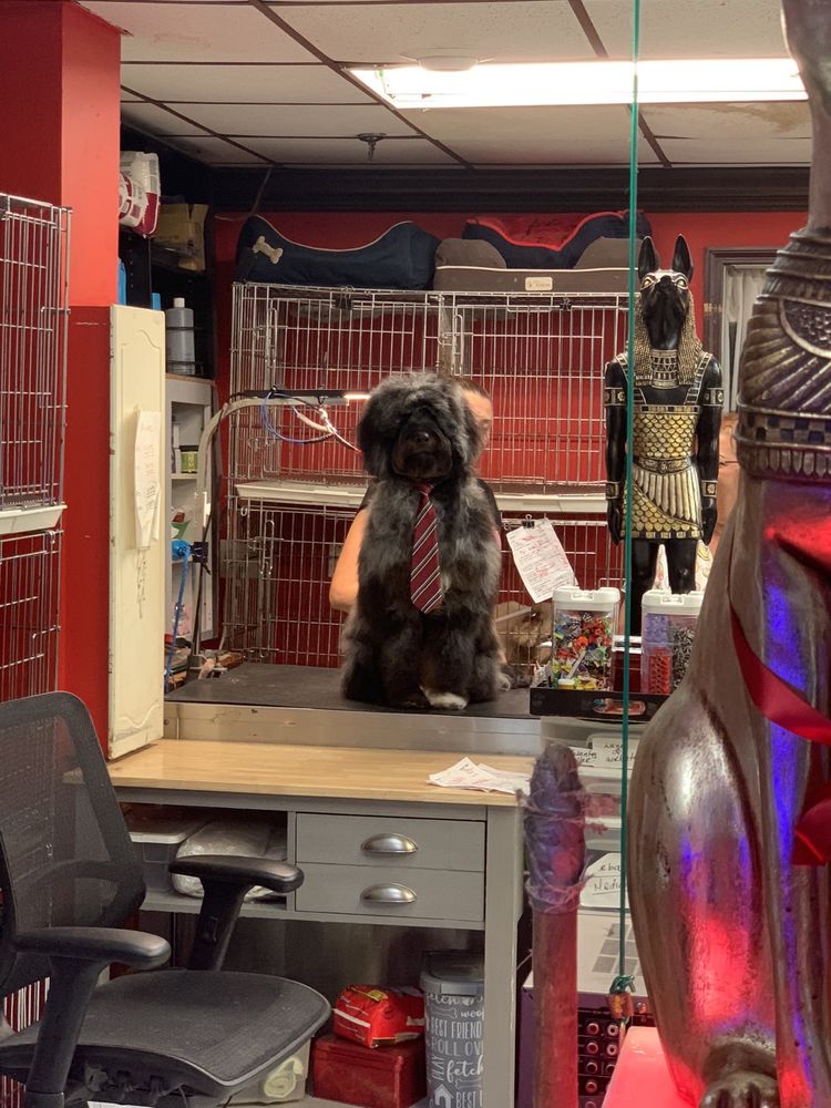 European Pet Grooming Salon & Boarding - pet boarding facility in Miami, FL