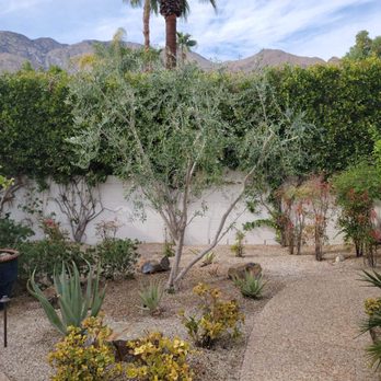 Ferrer palm tree & tree trimming - Tree Services Near Me - Cathedral City, California Ferrer palm tree & tree trimming - Tree Services Near Me - Cathedral City, California