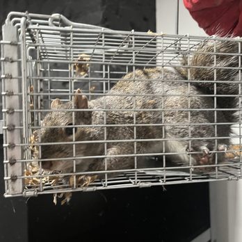 NYC Animal Control - Very happy we were able to trap this little man who was stuck in the wall no job is too big or small for us - Pest Control Near Me - Brooklyn, New York NYC Animal Control - Very happy we were able to trap this little man who was stuck in the wall no job is too big or small for us - Pest Control Near Me - Brooklyn, New York