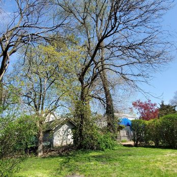 Executive Branch Tree Service - Tree Services Near Me - Elkins Park, Pennsylvania Executive Branch Tree Service - Tree Services Near Me - Elkins Park, Pennsylvania